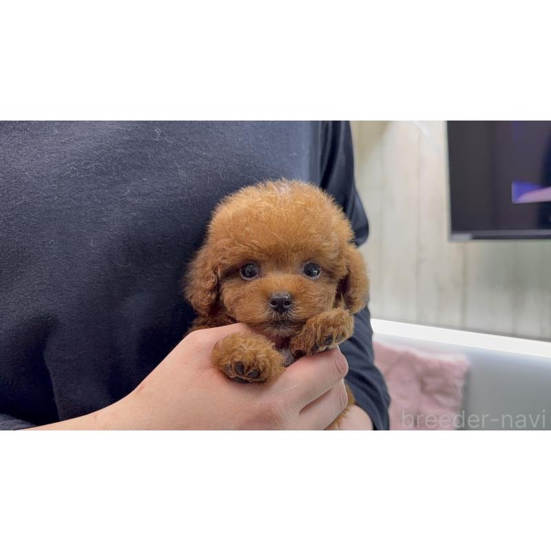 販売中の新潟県のティーカッププードル-444433の7枚目