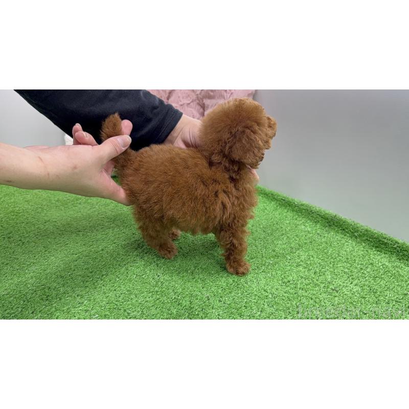 販売中の新潟県のティーカッププードル-444433の6枚目