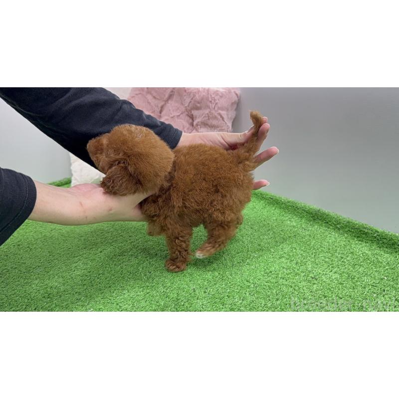 販売中の新潟県のティーカッププードル-444433の5枚目