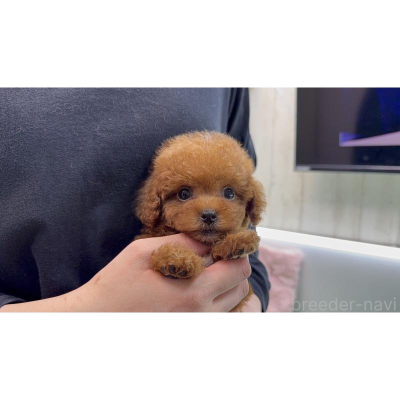 販売中の新潟県のティーカッププードル-444433の3枚目