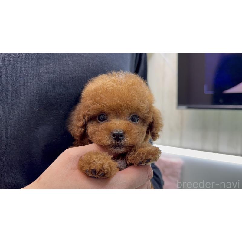 販売中の新潟県のティーカッププードル-444433の2枚目