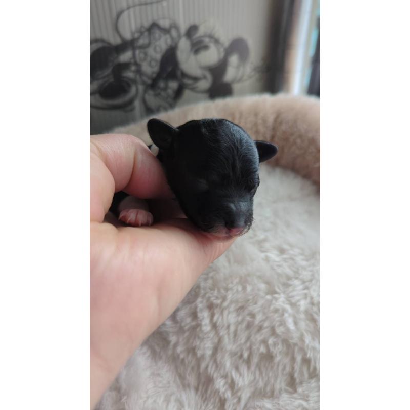 販売中の北海道のトイプードル-444435の5枚目