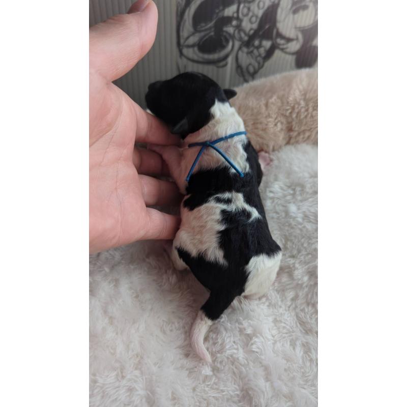 販売中の北海道のトイプードル-444435の1枚目