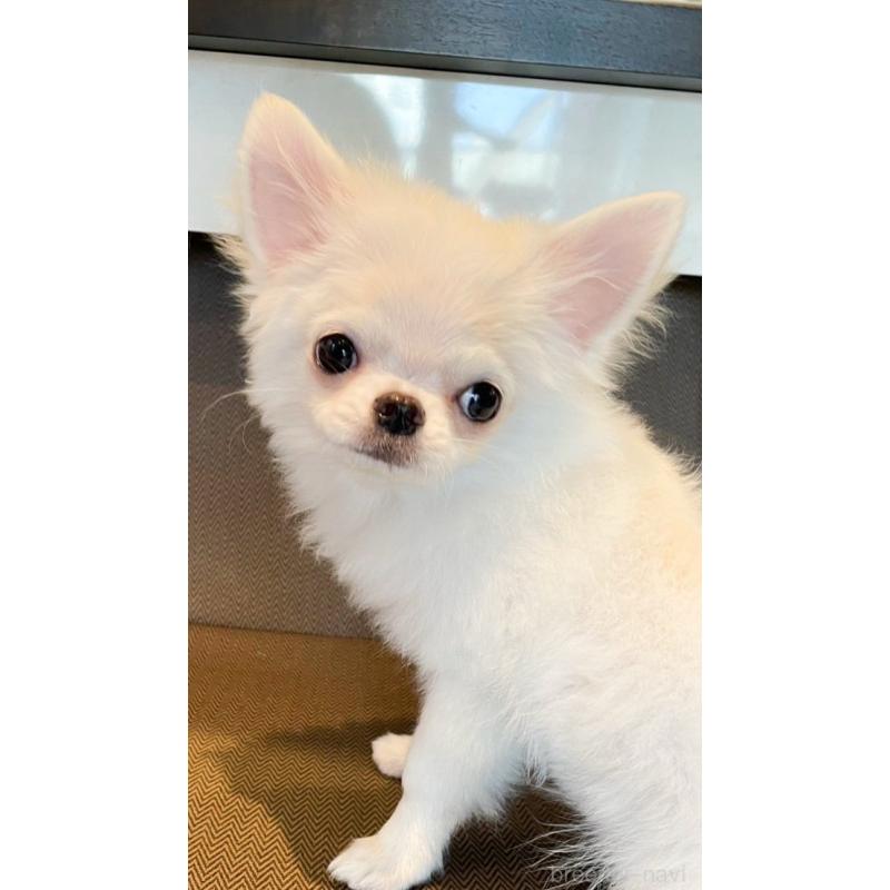 成約済の神奈川県のチワワ(ロングコート)-429572の2枚目