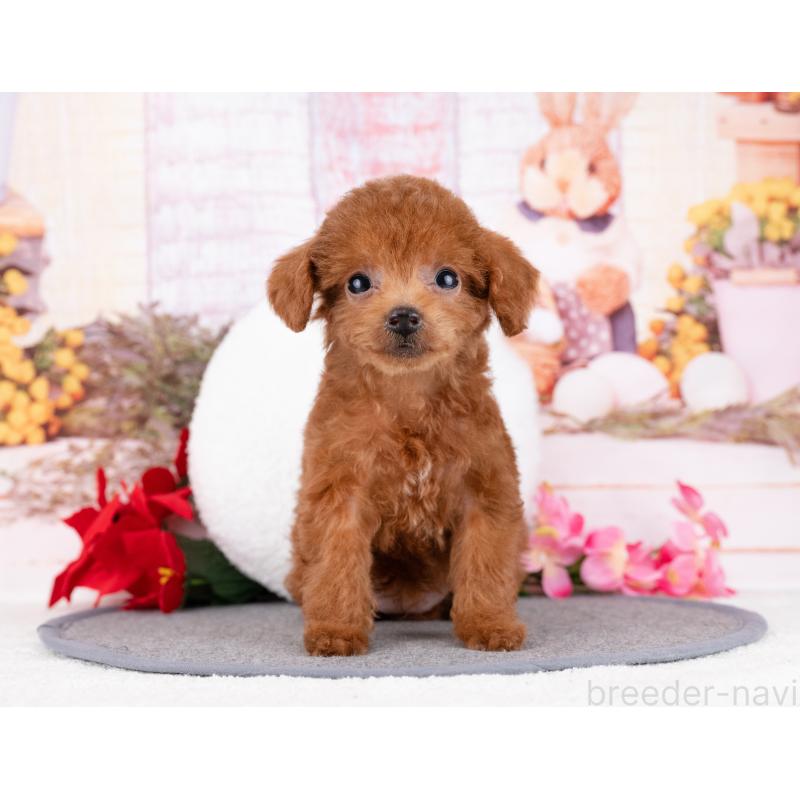 商談中の岐阜県のタイニープードル-444434の5枚目