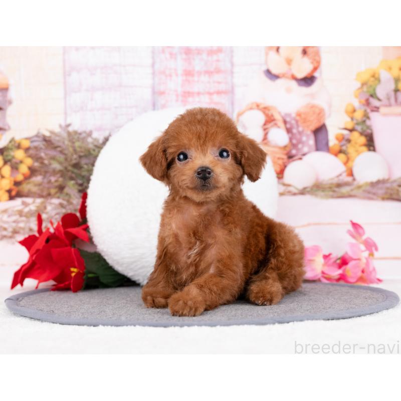 商談中の岐阜県のタイニープードル-444434の3枚目