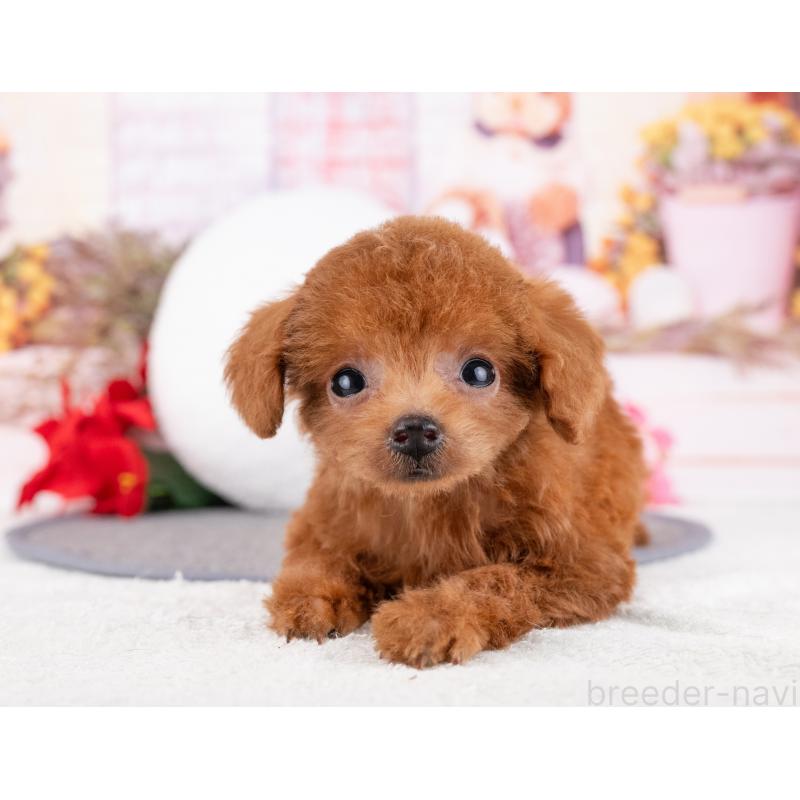 商談中の岐阜県のタイニープードル-444434の2枚目