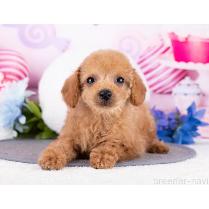 販売中の岐阜県のタイニープードル-444436の3枚目