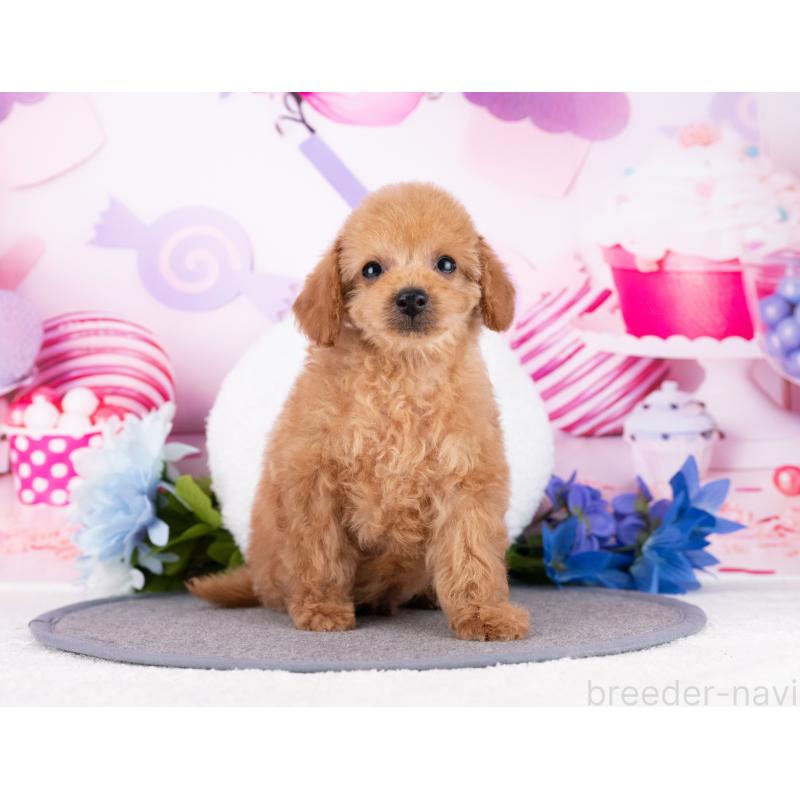 販売中の岐阜県のタイニープードル-444436の2枚目