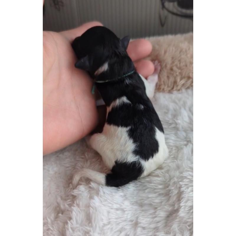 販売中の北海道のトイプードル-444437