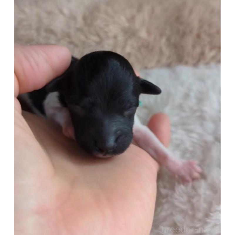 販売中の北海道のトイプードル-444437の6枚目