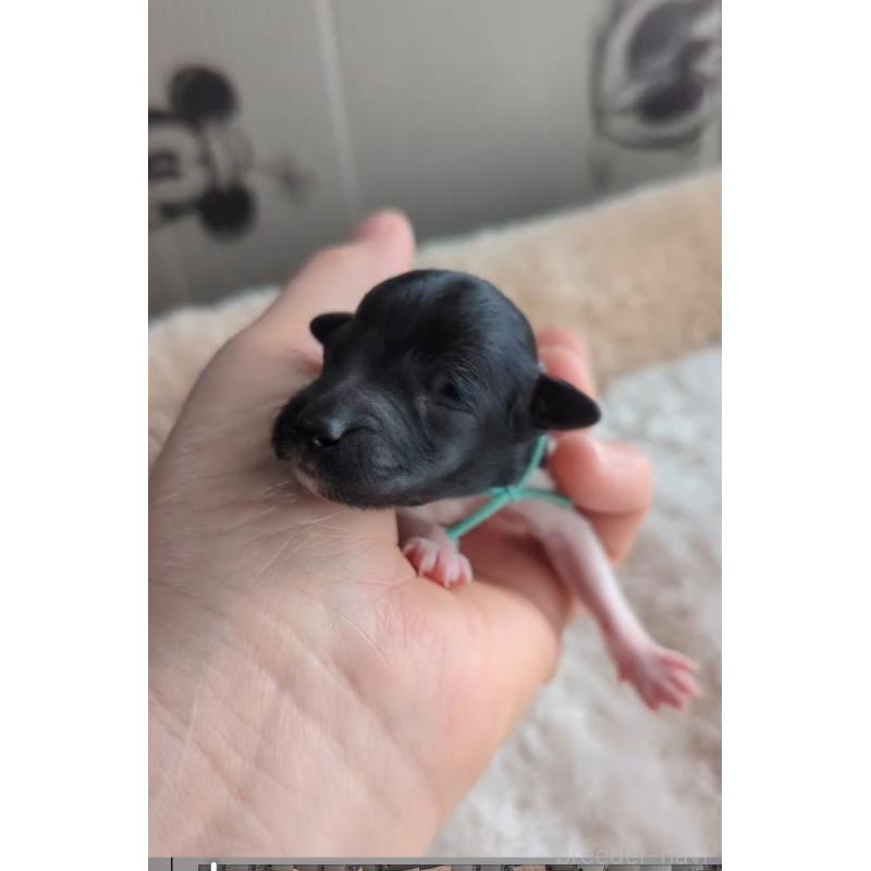 販売中の北海道のトイプードル-444437の5枚目