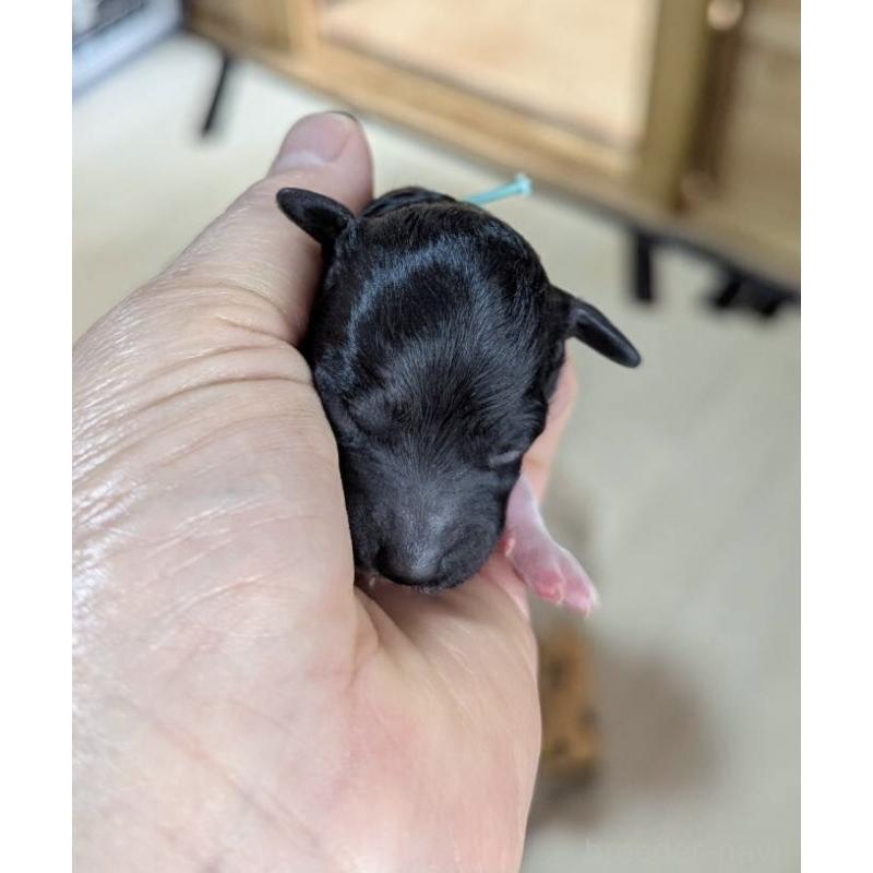 販売中の北海道のトイプードル-444437の3枚目