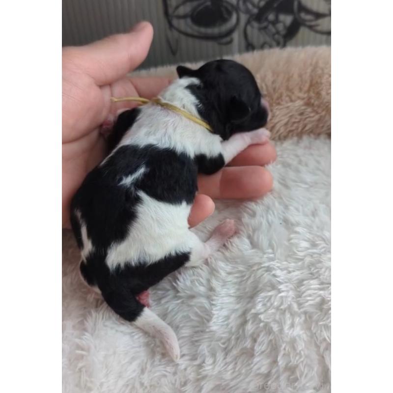 販売中の北海道のトイプードル-444438の7枚目