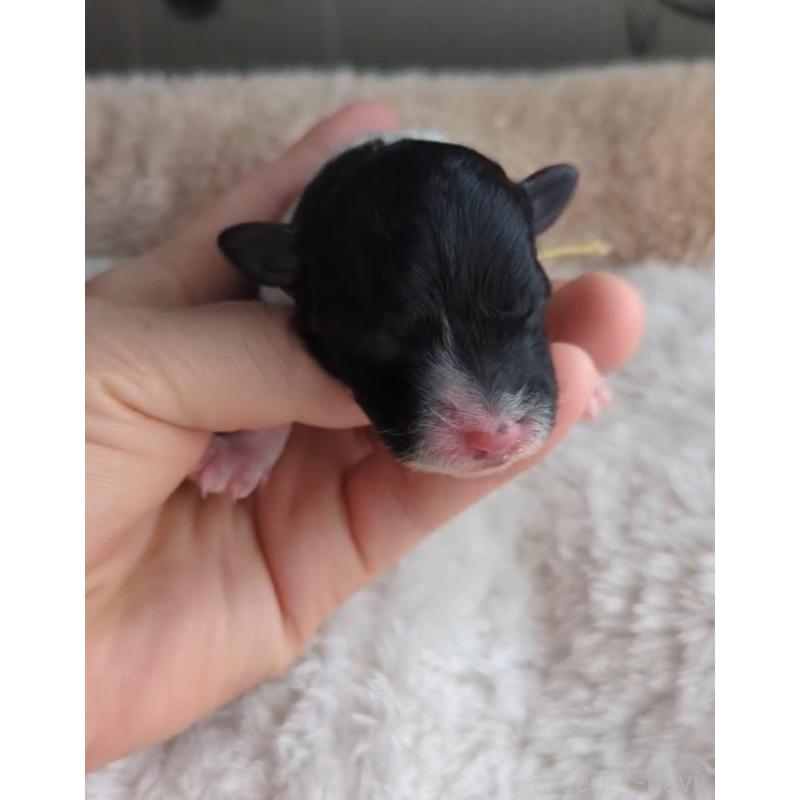 販売中の北海道のトイプードル-444438の6枚目