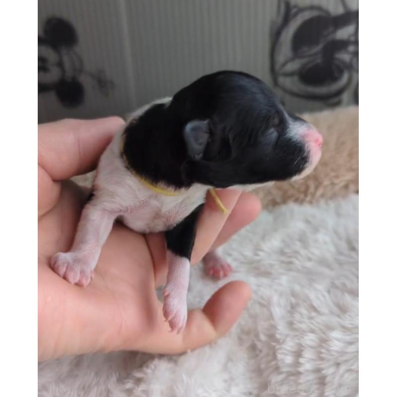 販売中の北海道のトイプードル-444438の5枚目