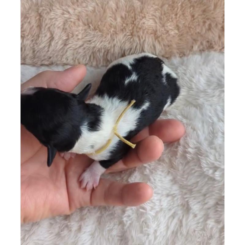 販売中の北海道のトイプードル-444438の3枚目