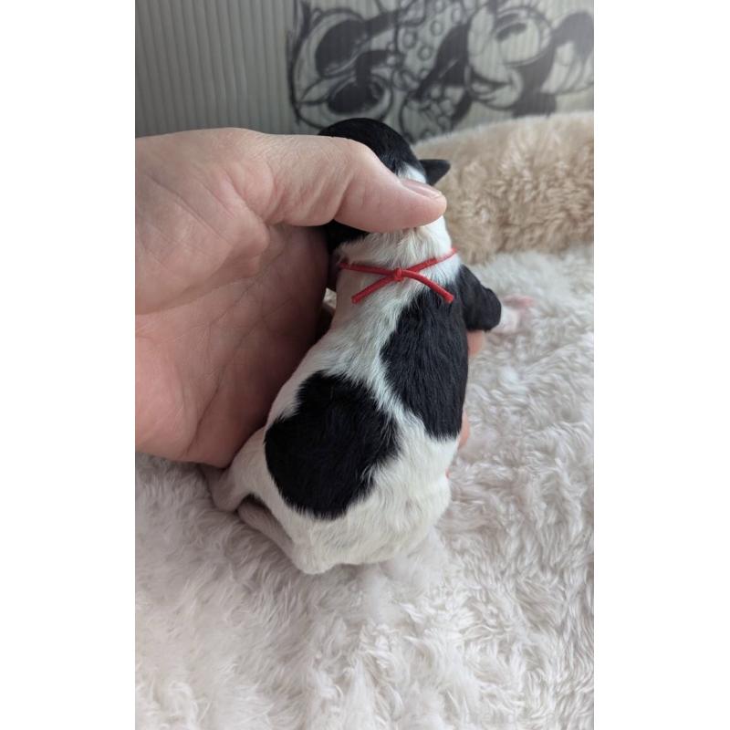 販売中の北海道のトイプードル-444439の1枚目