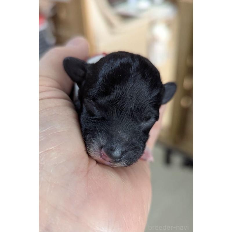 販売中の北海道のトイプードル-444439の6枚目