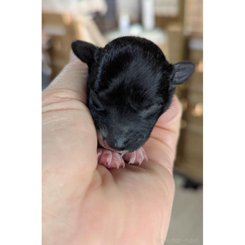 販売中の北海道のトイプードル-444439の7枚目