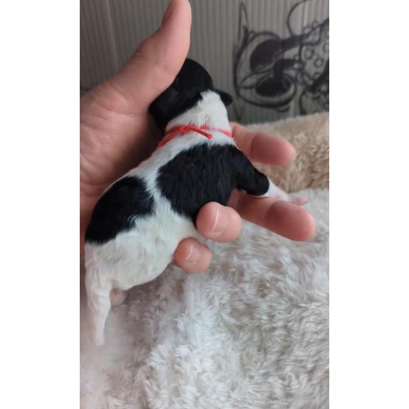 販売中の北海道のトイプードル-444439の4枚目