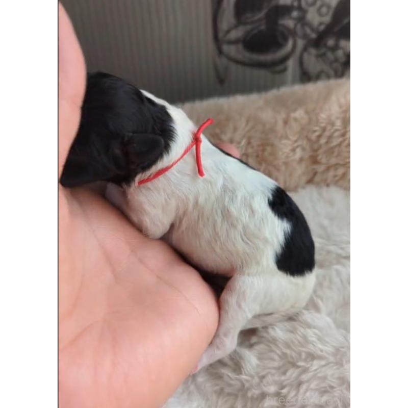 販売中の北海道のトイプードル-444439の5枚目