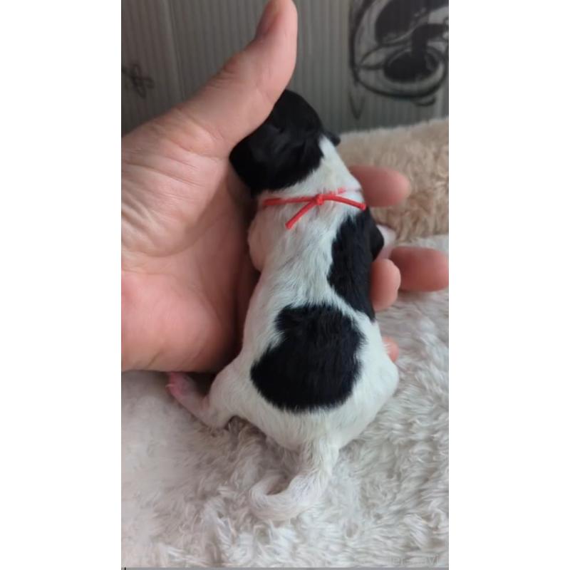 販売中の北海道のトイプードル-444439の3枚目