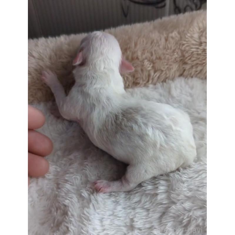 販売中の北海道のトイプードル-444440