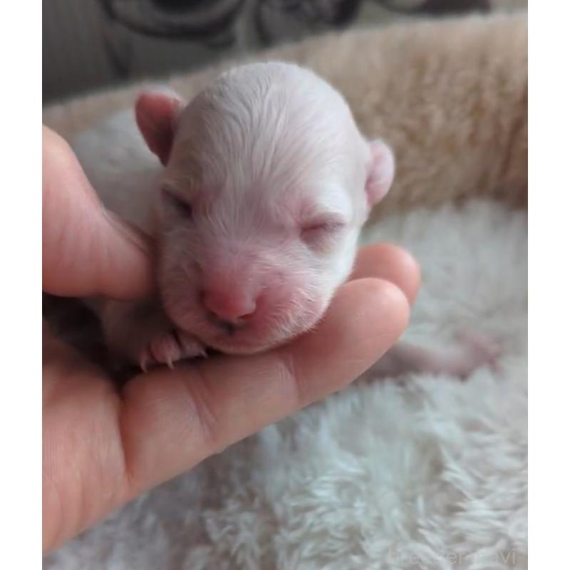 販売中の北海道のトイプードル-444440の7枚目