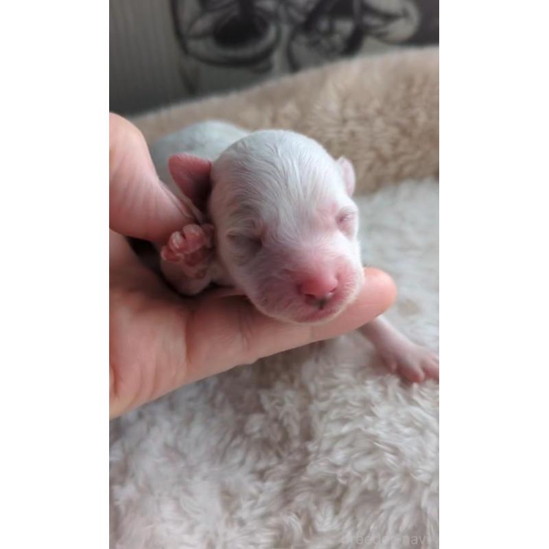 販売中の北海道のトイプードル-444440の6枚目