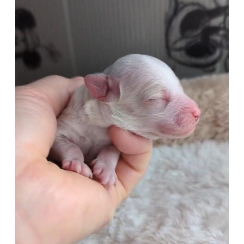 販売中の北海道のトイプードル-444440の4枚目