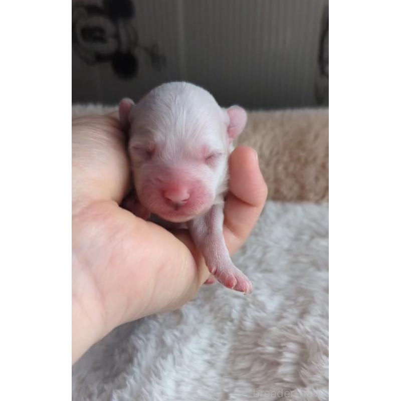 販売中の北海道のトイプードル-444440の3枚目