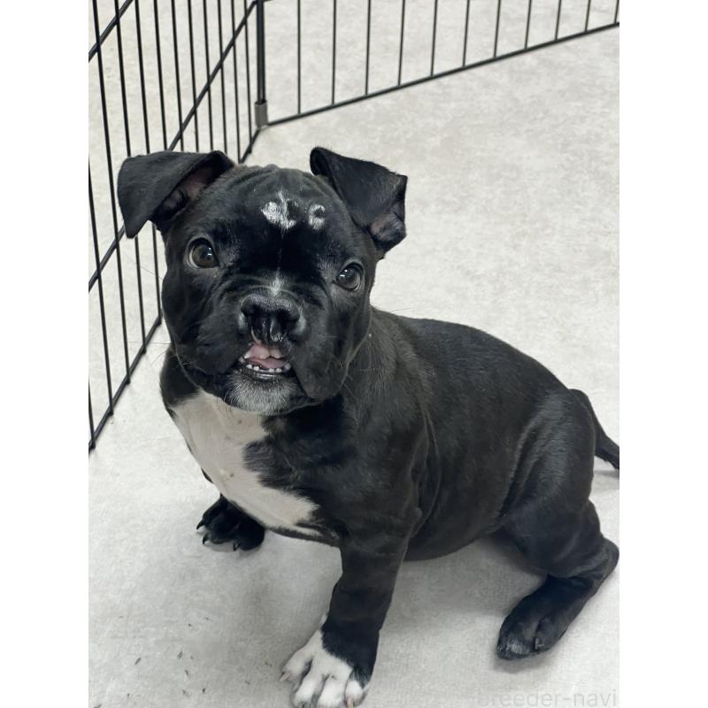 販売中の大阪府のアメリカンブリー-444441