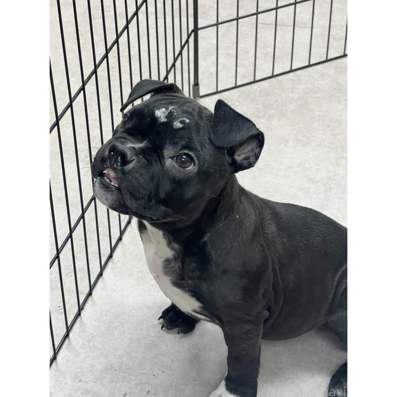 販売中の大阪府のアメリカンブリー-444441の5枚目