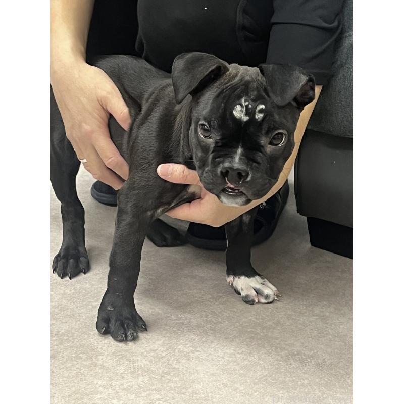 販売中の大阪府のアメリカンブリー-444441の3枚目