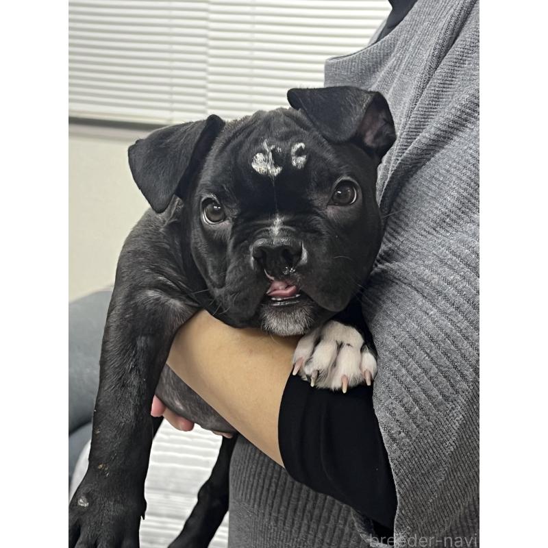 販売中の大阪府のアメリカンブリー-444441の2枚目