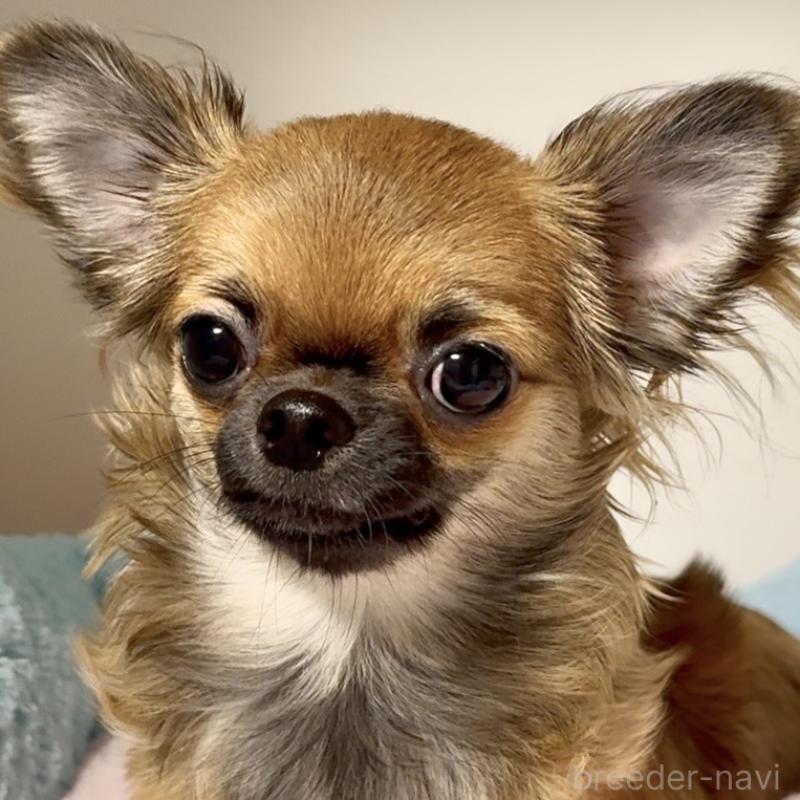 販売中の東京都のチワワ(ロングコート)-414179