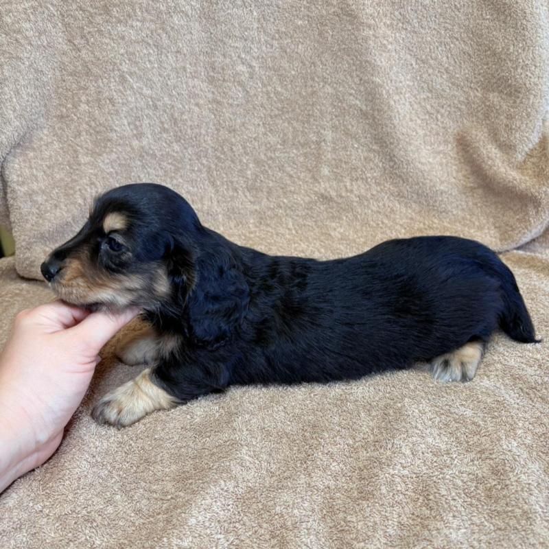 販売中の東京都のミニチュアダックスフンド(ロングヘアード)-444442の8枚目
