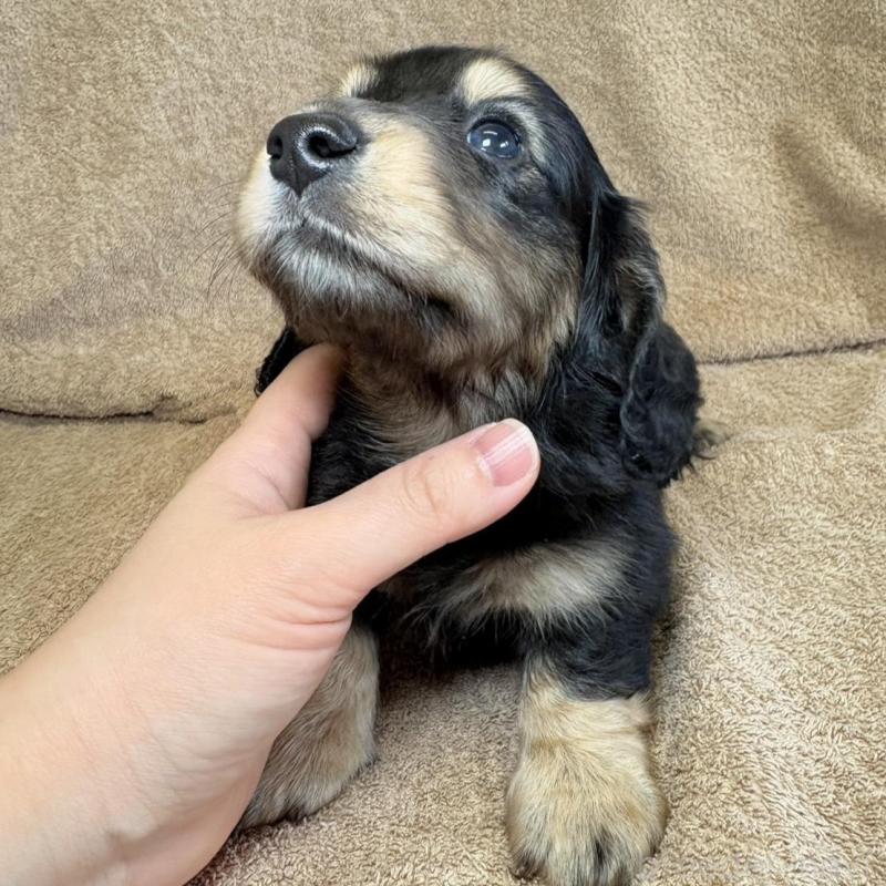 販売中の東京都のミニチュアダックスフンド(ロングヘアード)-444442の7枚目