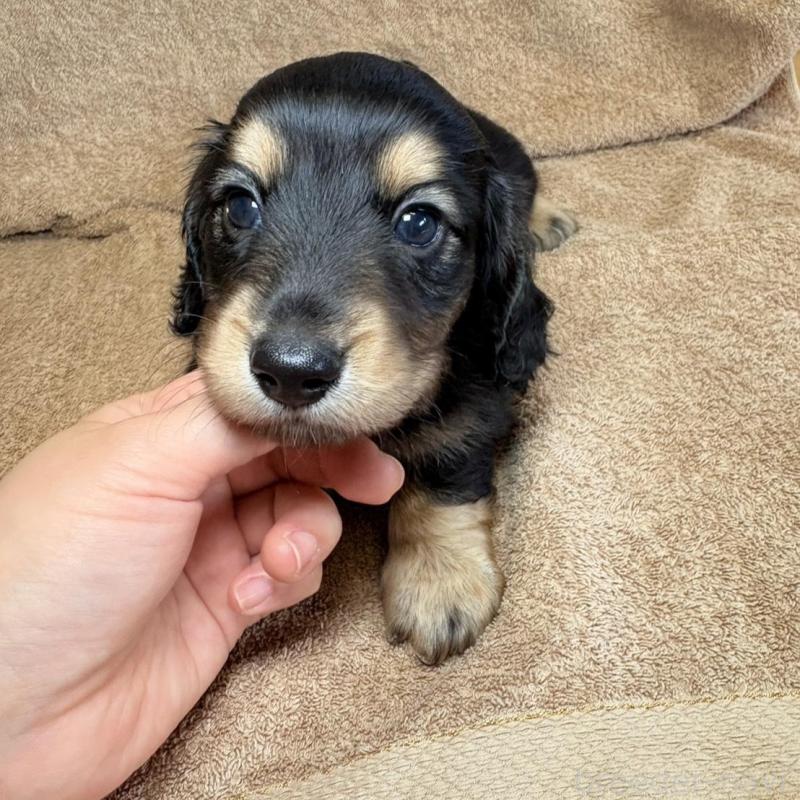 販売中の東京都のミニチュアダックスフンド(ロングヘアード)-444442の5枚目