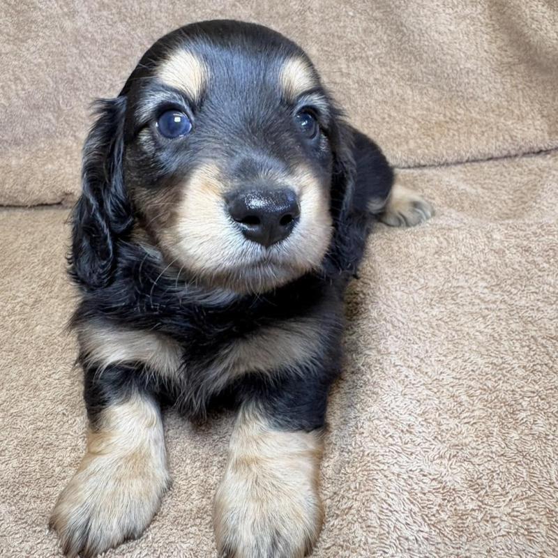 販売中の東京都のミニチュアダックスフンド(ロングヘアード)-444442の4枚目