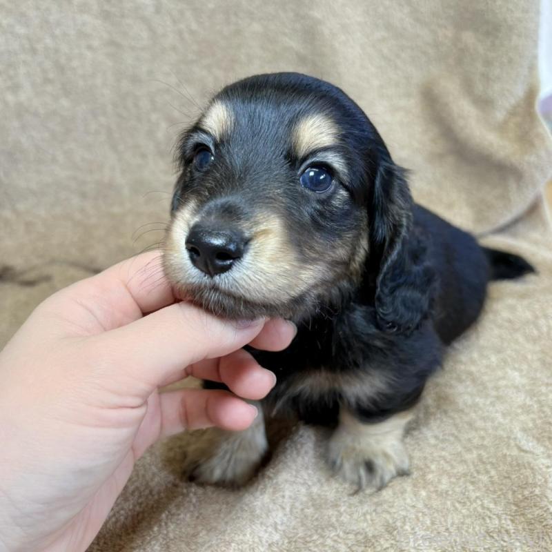 販売中の東京都のミニチュアダックスフンド(ロングヘアード)-444442の3枚目