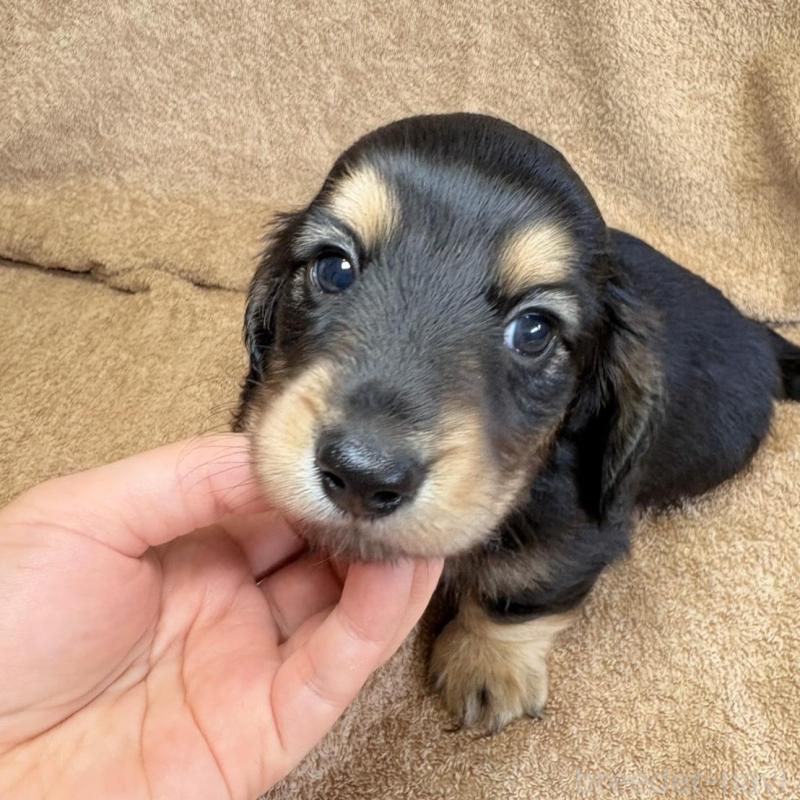 販売中の東京都のミニチュアダックスフンド(ロングヘアード)-444442の2枚目