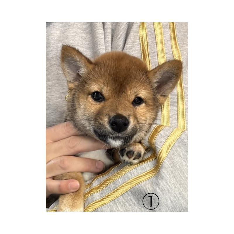 販売中の愛知県の柴犬-430894