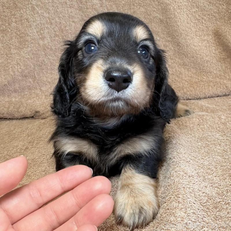 販売中の東京都のミニチュアダックスフンド(ロングヘアード)-444442の1枚目