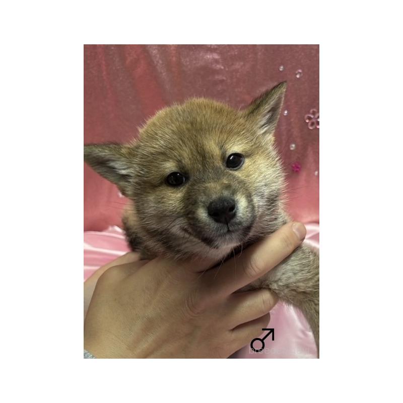 販売中の愛知県の柴犬-436030