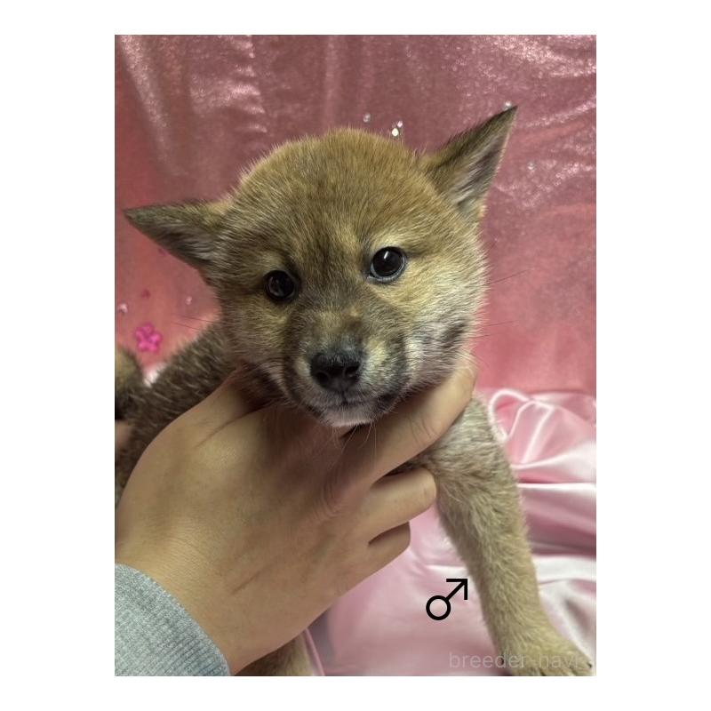 販売中の愛知県の柴犬-436030の2枚目