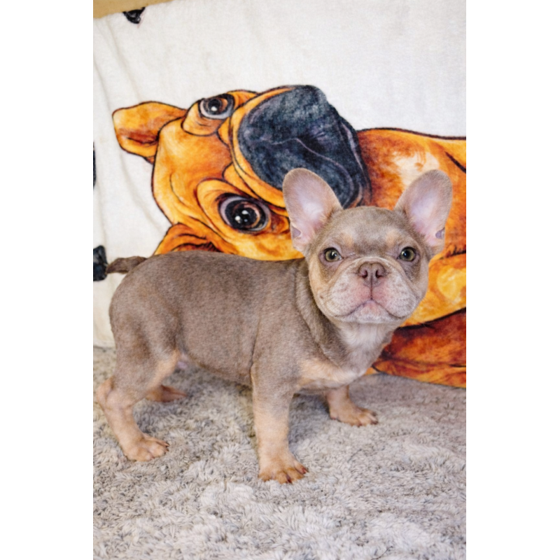 販売中の奈良県のフレンチブルドッグ-444261の10枚目