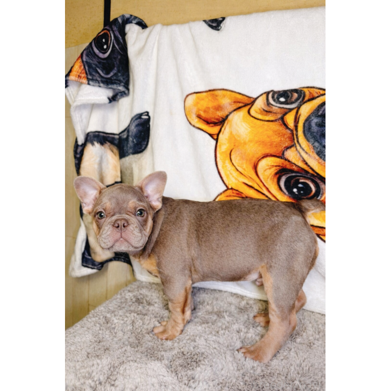 販売中の奈良県のフレンチブルドッグ-444261の9枚目