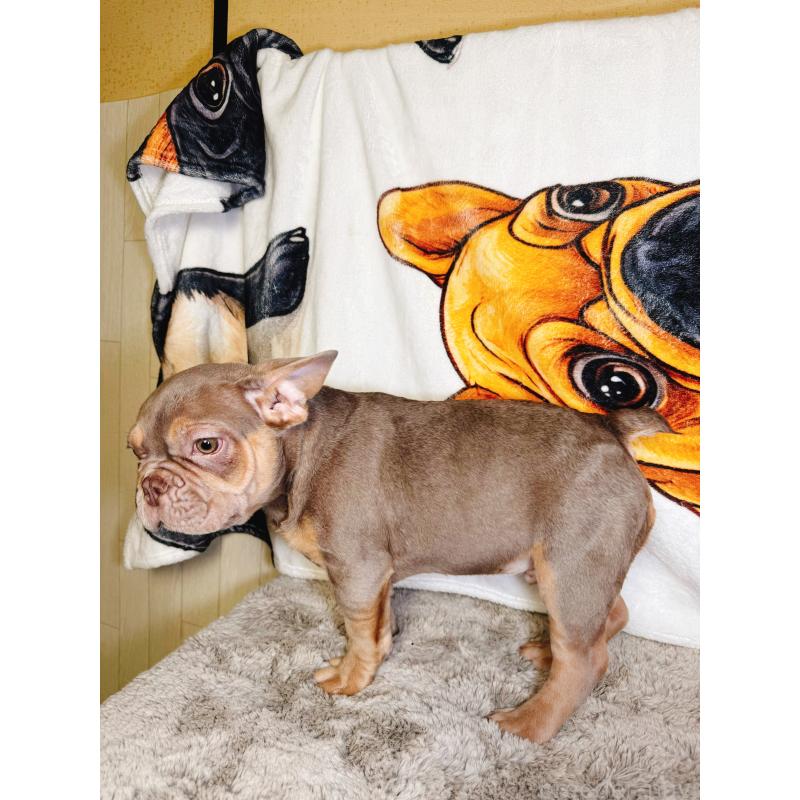 販売中の奈良県のフレンチブルドッグ-444261の8枚目